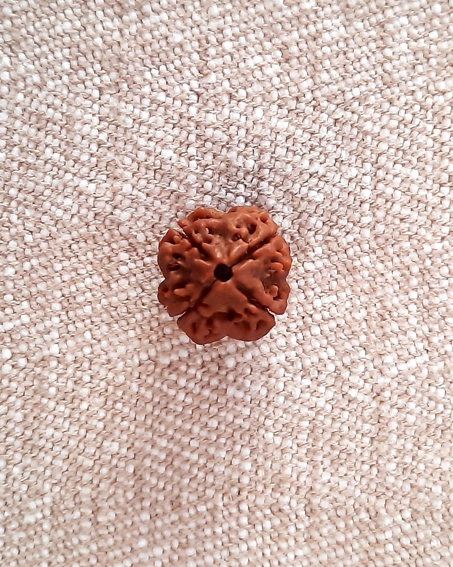 Rudraksha: Bead - 4 Mukhi (18-19 mm)
