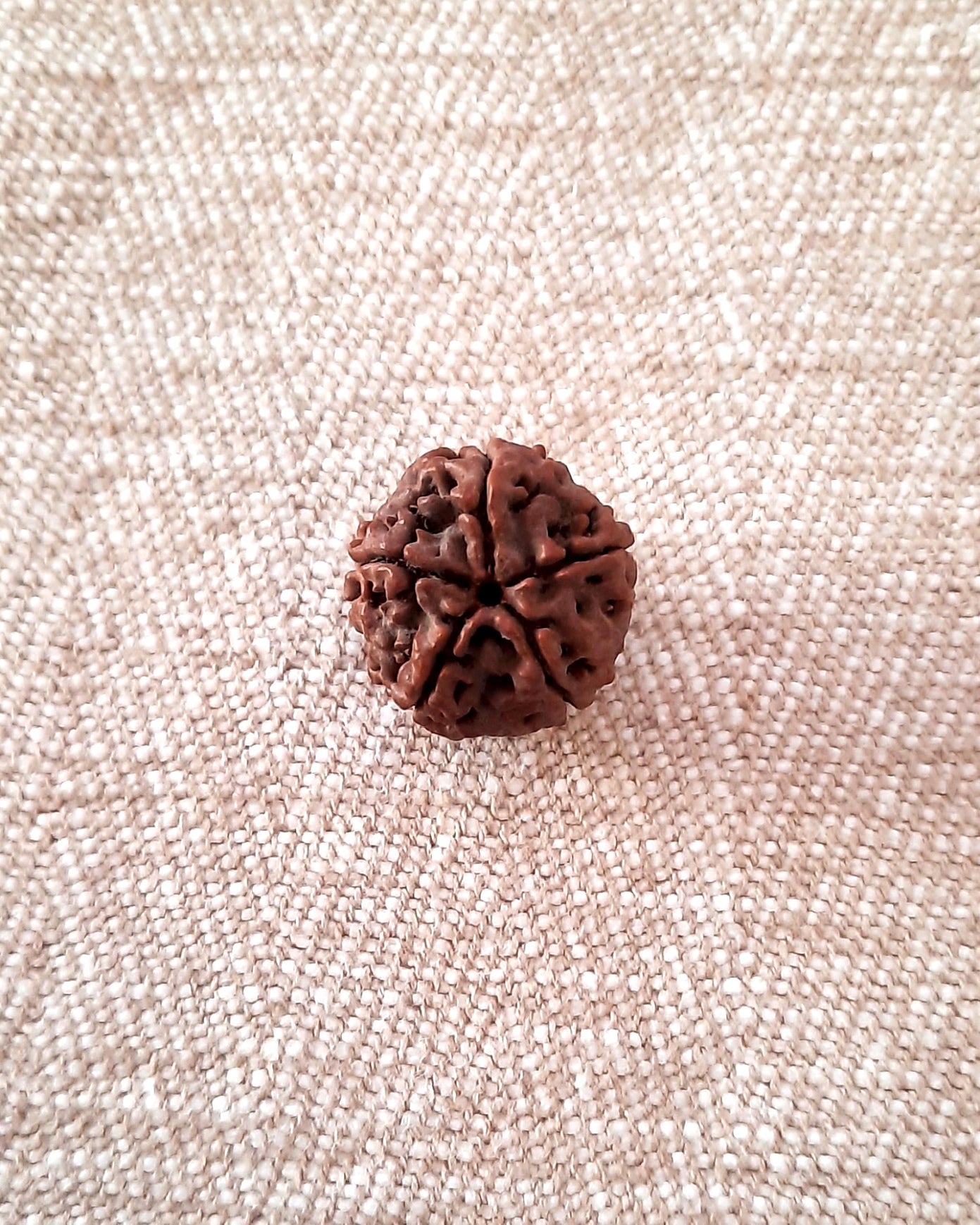 Rudraksha: Bead - 5 Mukhi (18-19 mm)