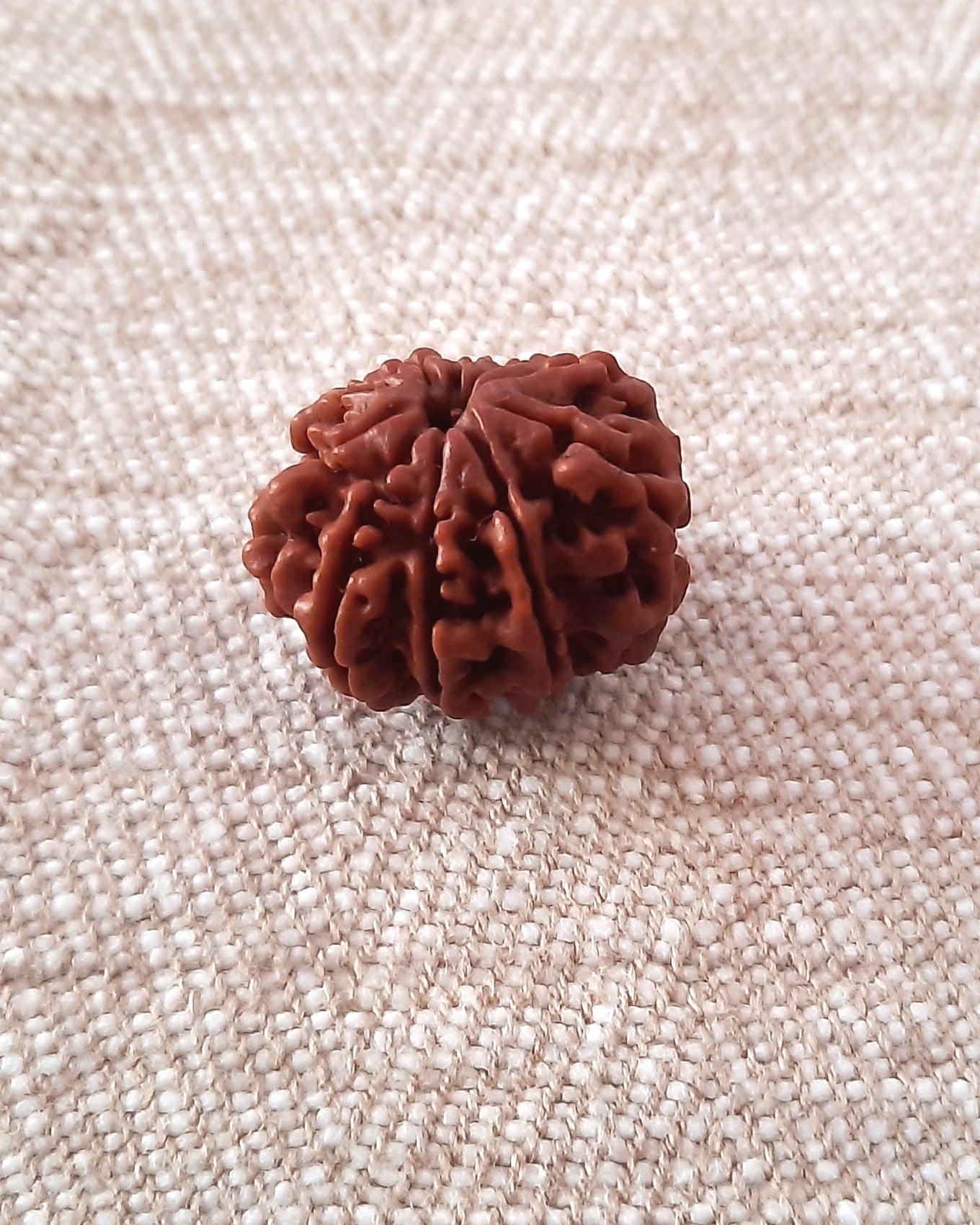 Rudraksha: Bead - 10 Mukhi (21-22 mm)