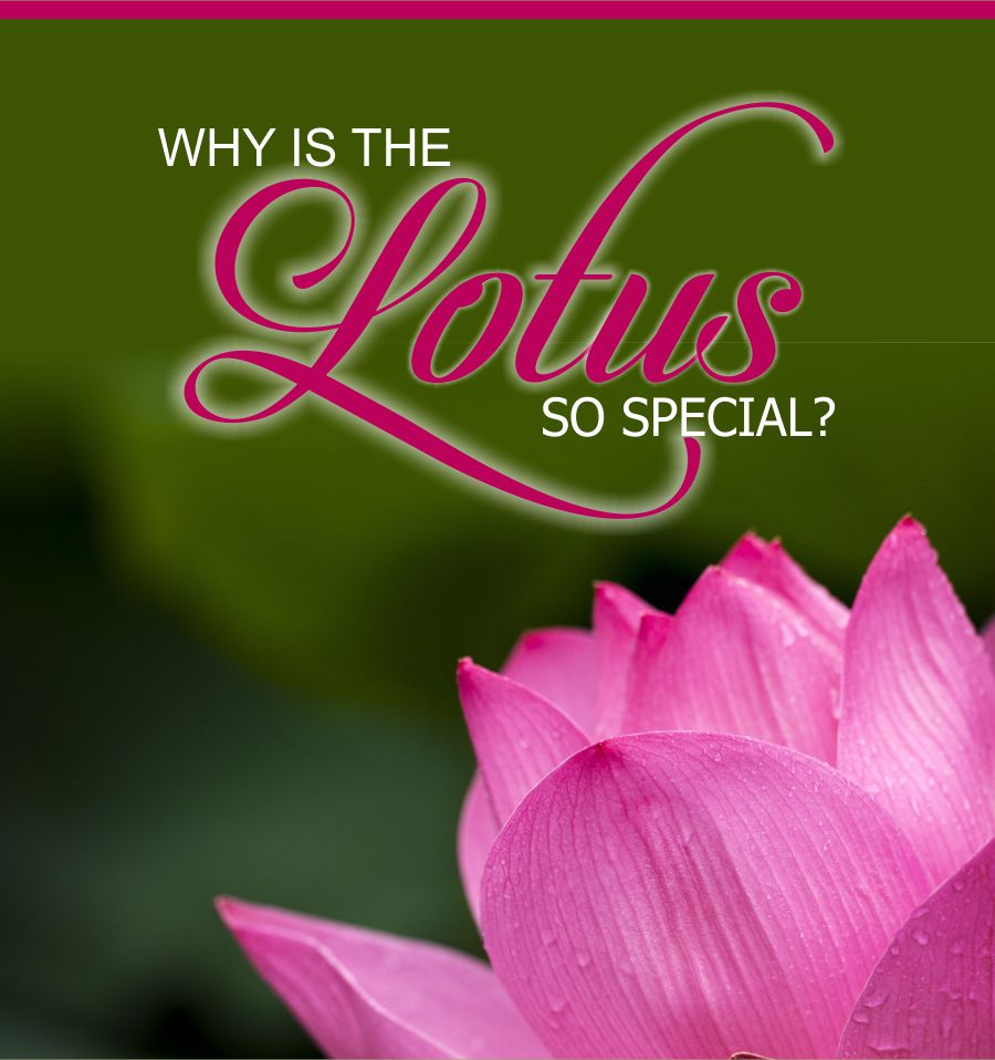 Why Do We Consider the Lotus as Special? About Lotus