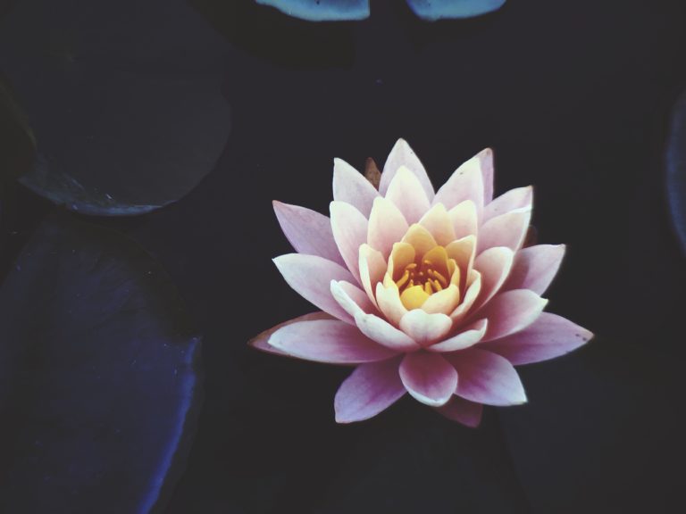 Why Do We Consider The Lotus As Special? 