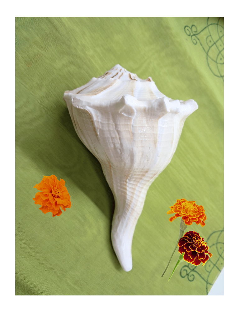 Conch: Lakshminarayan Shankh