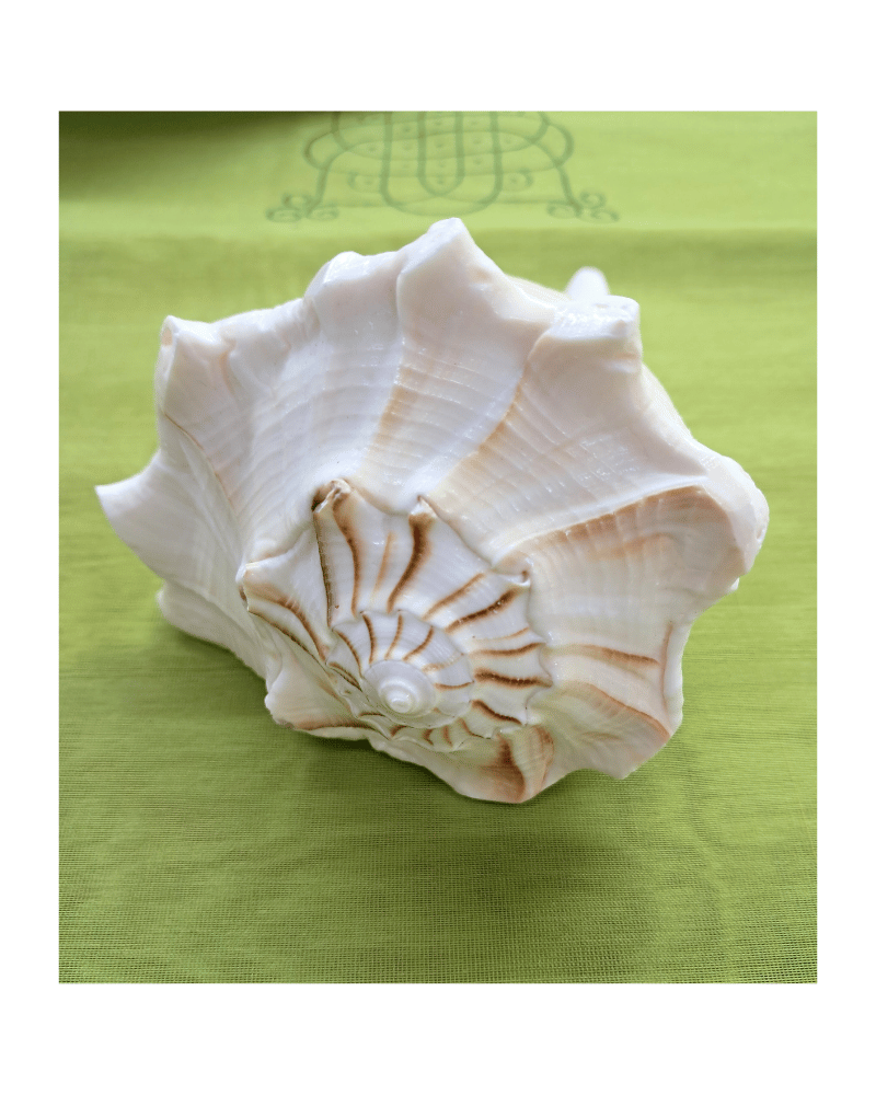 Conch: Lakshminarayan Shankh