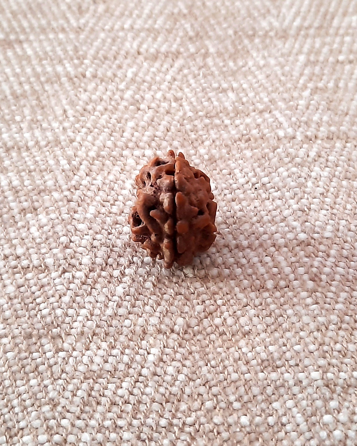 Rudraksha: Bead - 2 Mukhi (15-16 mm)