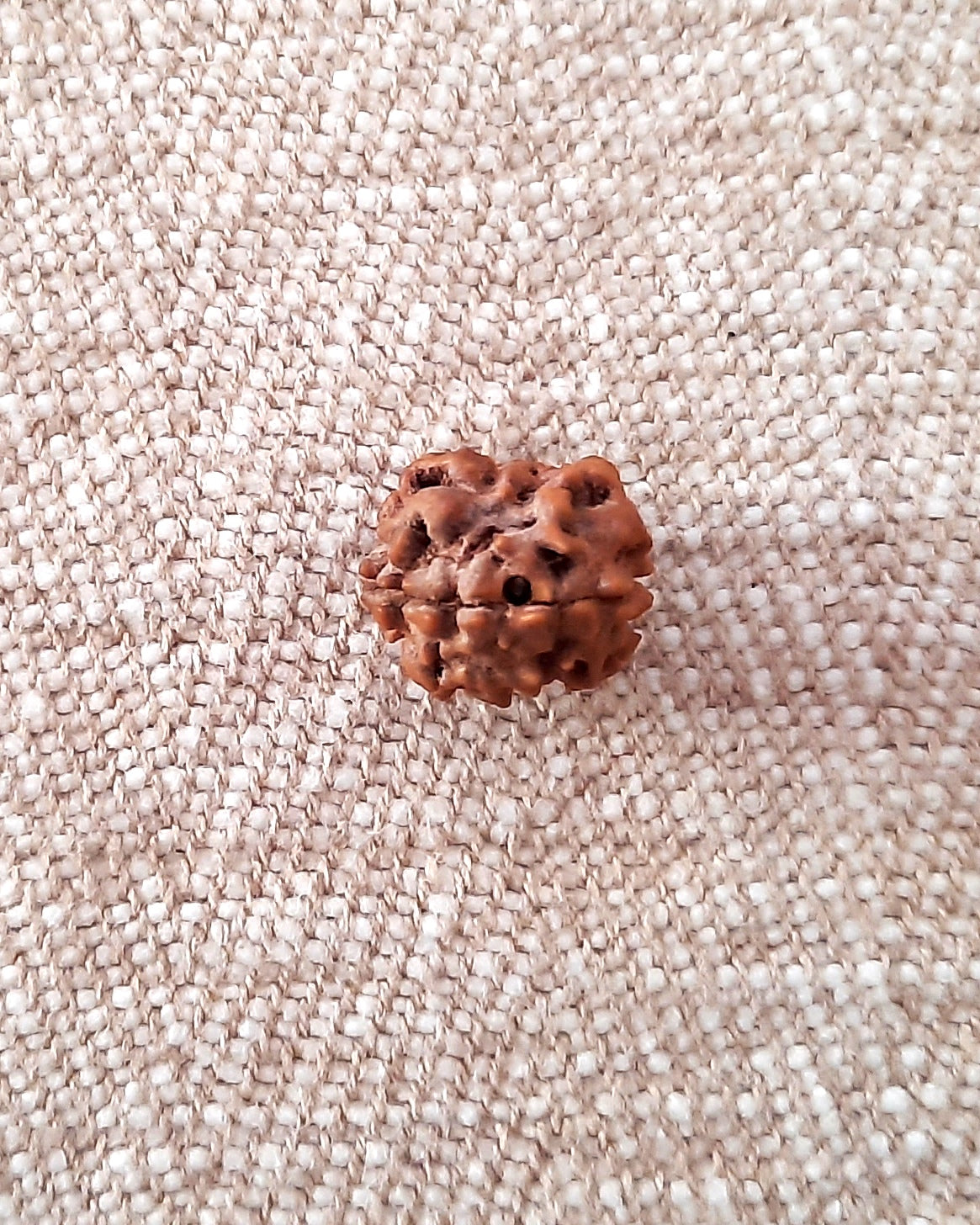 Rudraksha: Bead - 2 Mukhi (15-16 mm)