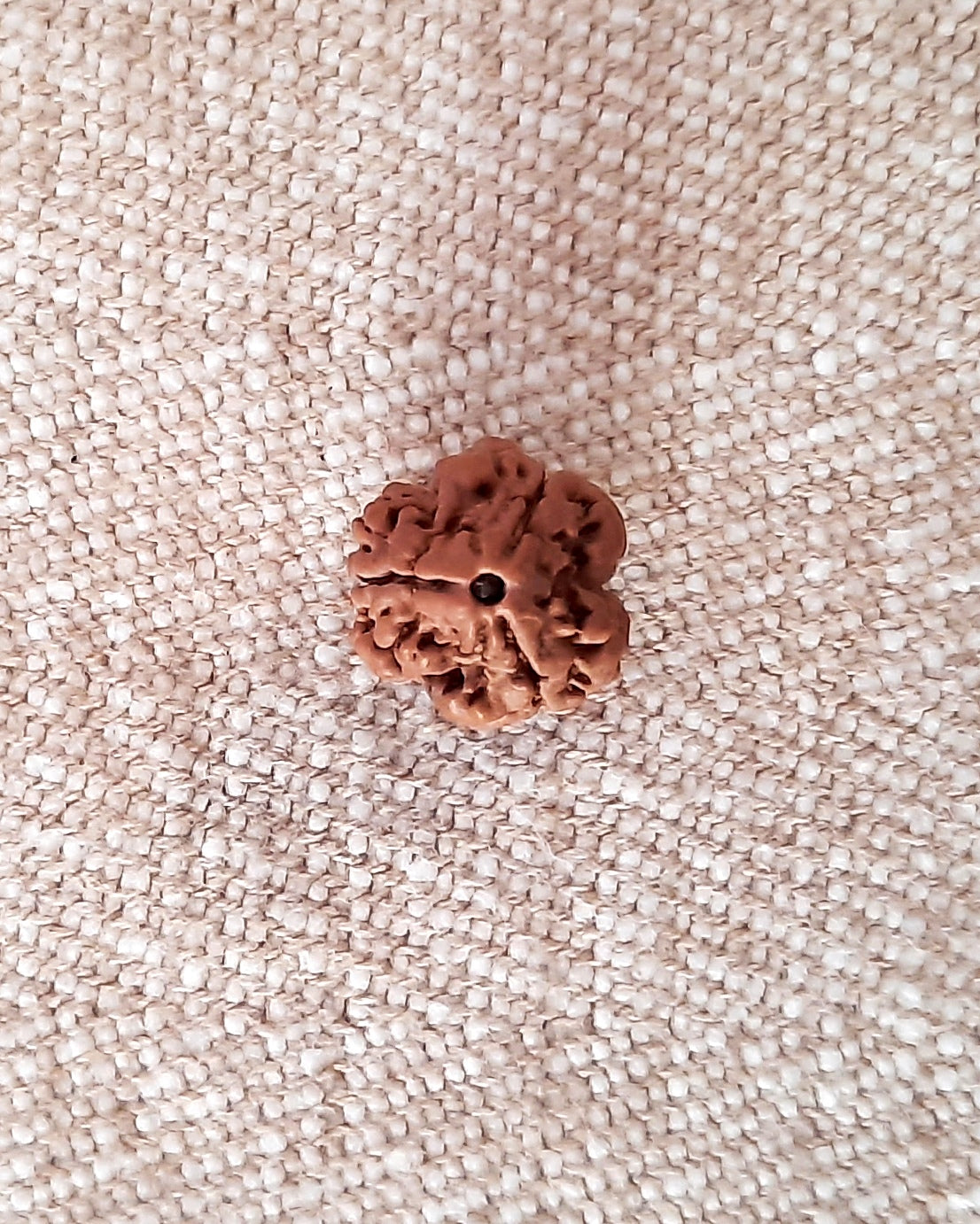 Rudraksha: Bead - 3 Mukhi - Big