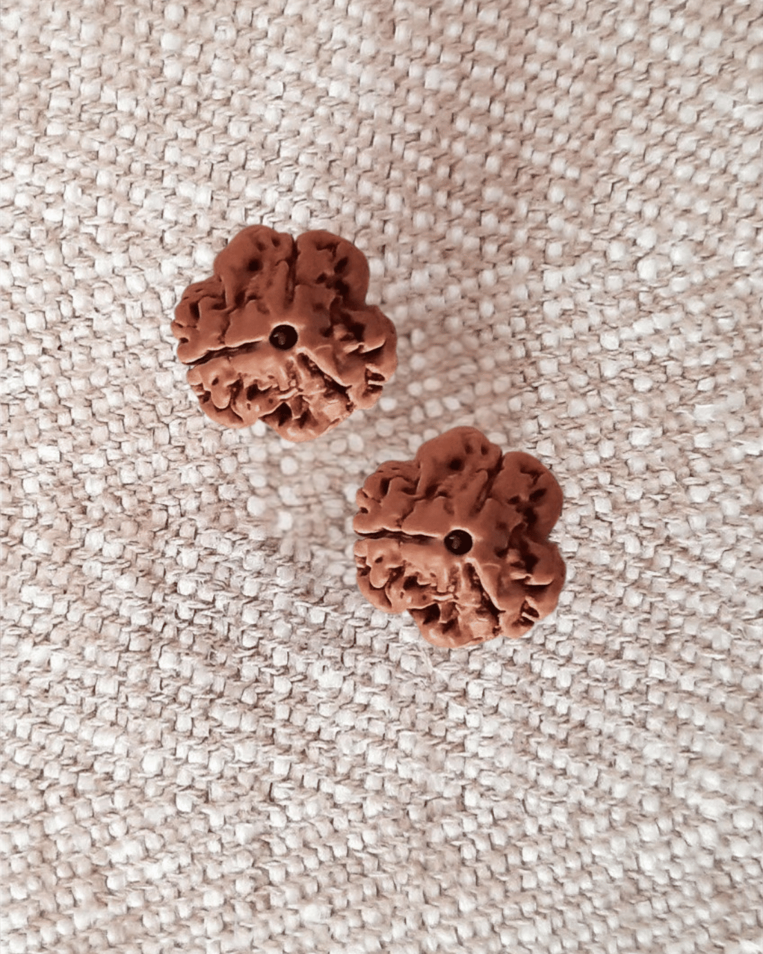 Rudraksha: Bead - 3 Mukhi - Big
