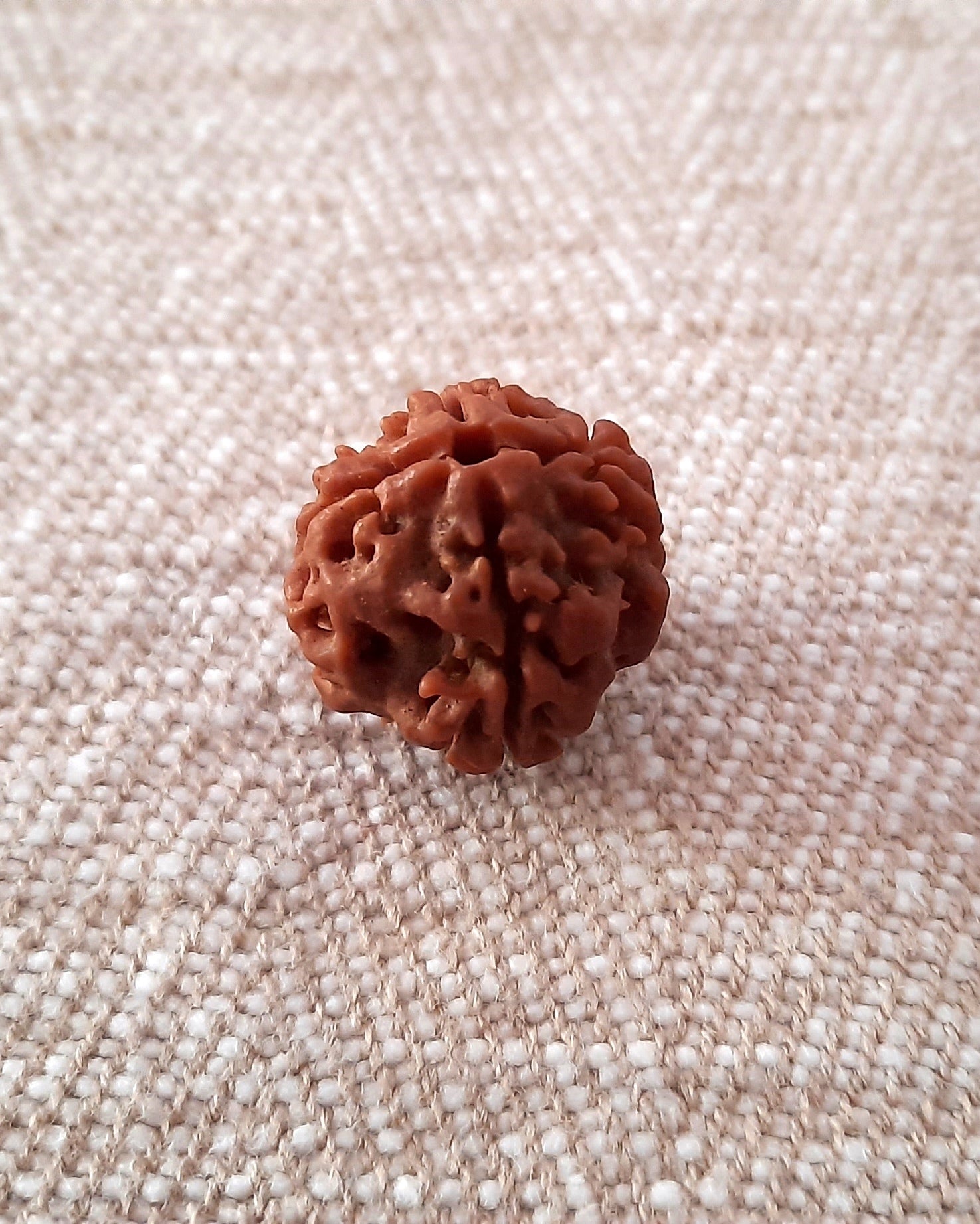 Rudraksha: Bead - 4 Mukhi (18-19 mm)