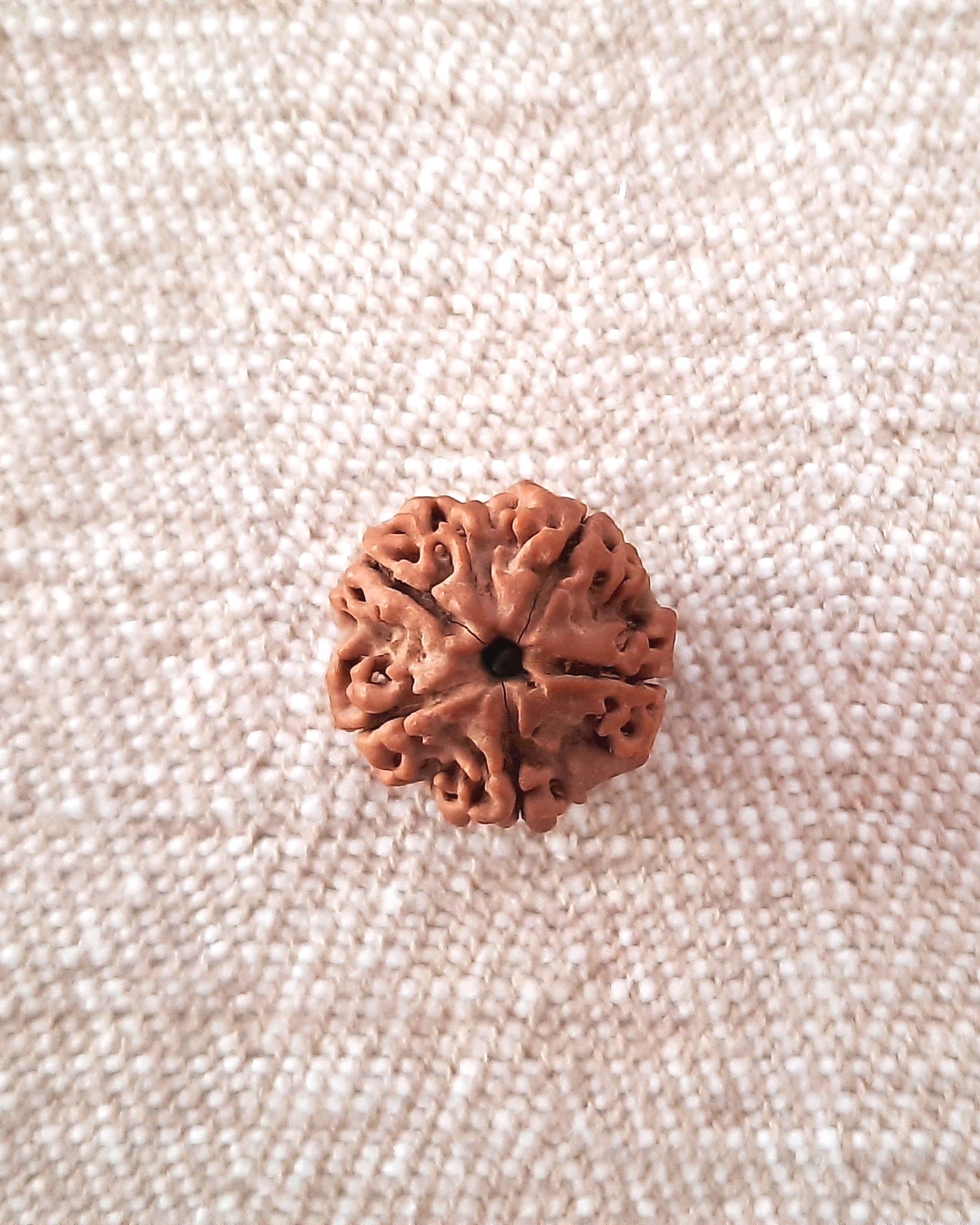 Rudraksha: Bead - 5 Mukhi (21-22 mm)