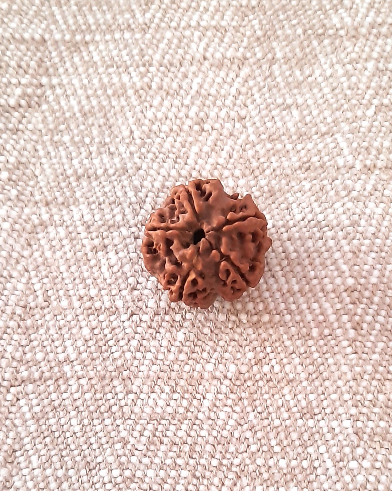 Rudraksha: Bead - 5 Mukhi (21-22 mm)