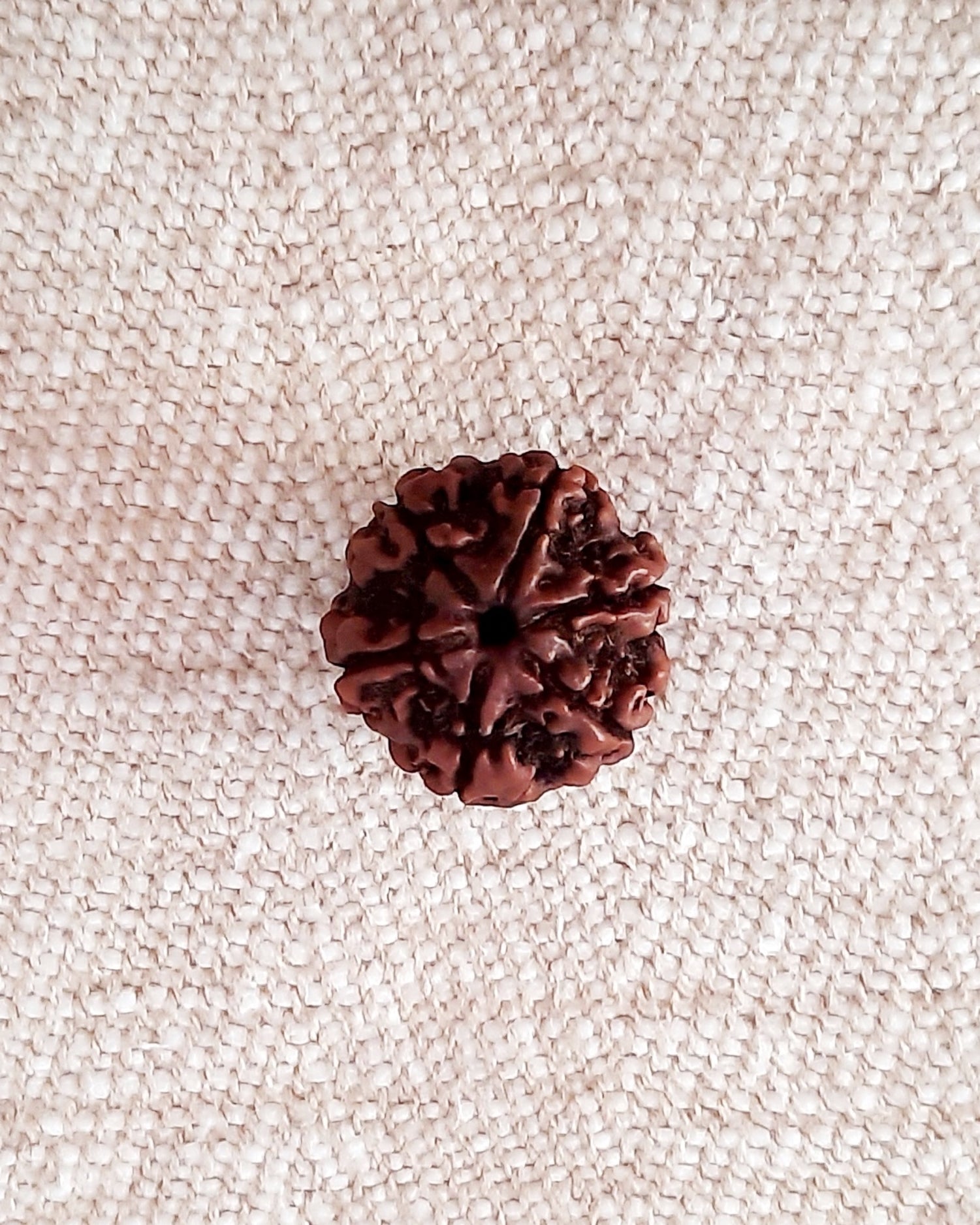 Rudraksha: Bead - 6 Mukhi (18-19 mm)
