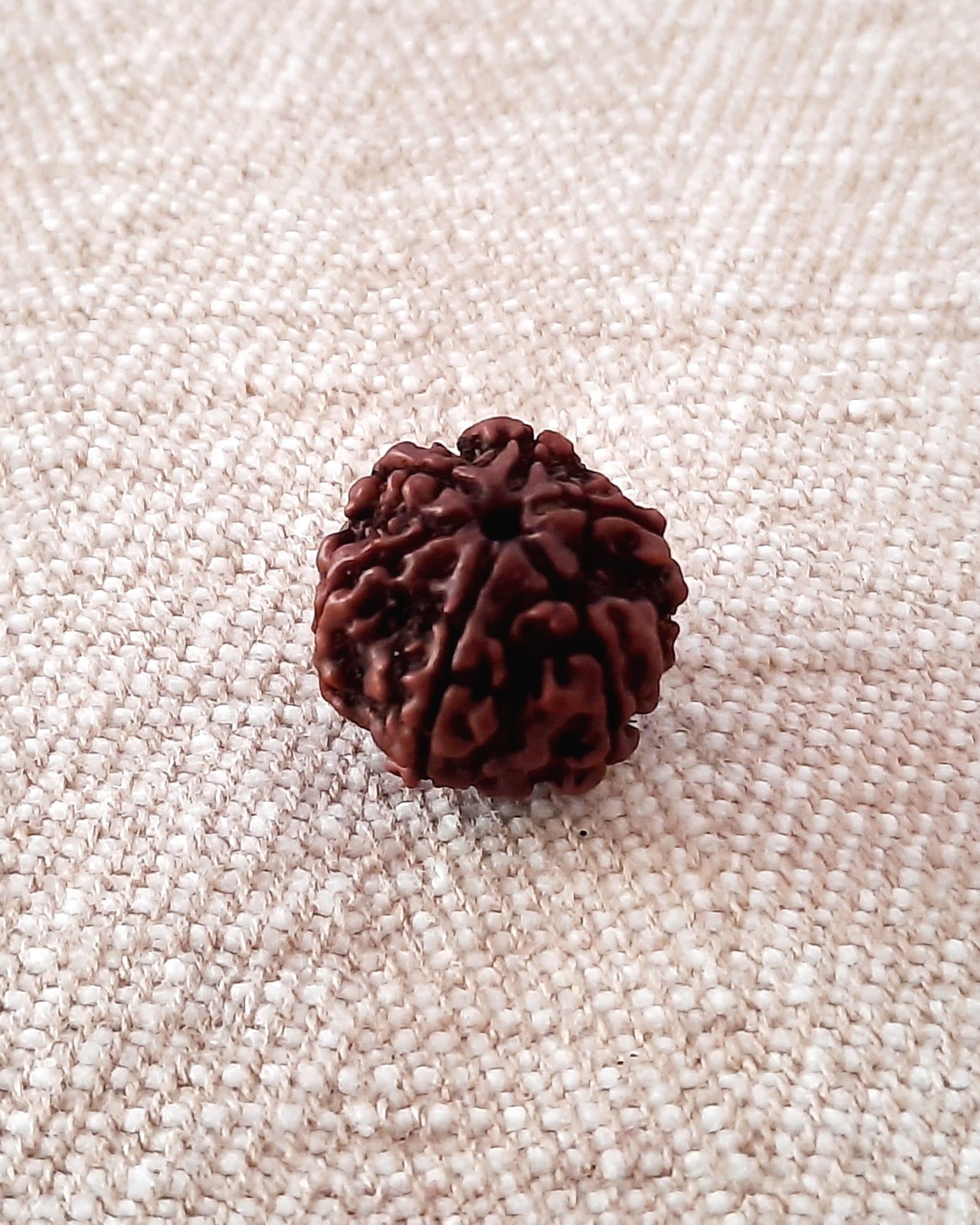 Rudraksha: Bead - 6 Mukhi (18-19 mm)
