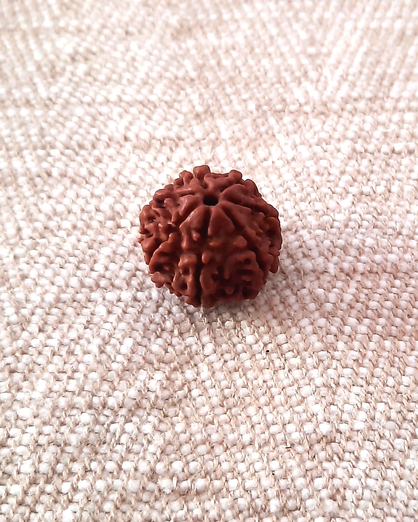 Rudraksha: Bead - 7 Mukhi (18-19 mm)