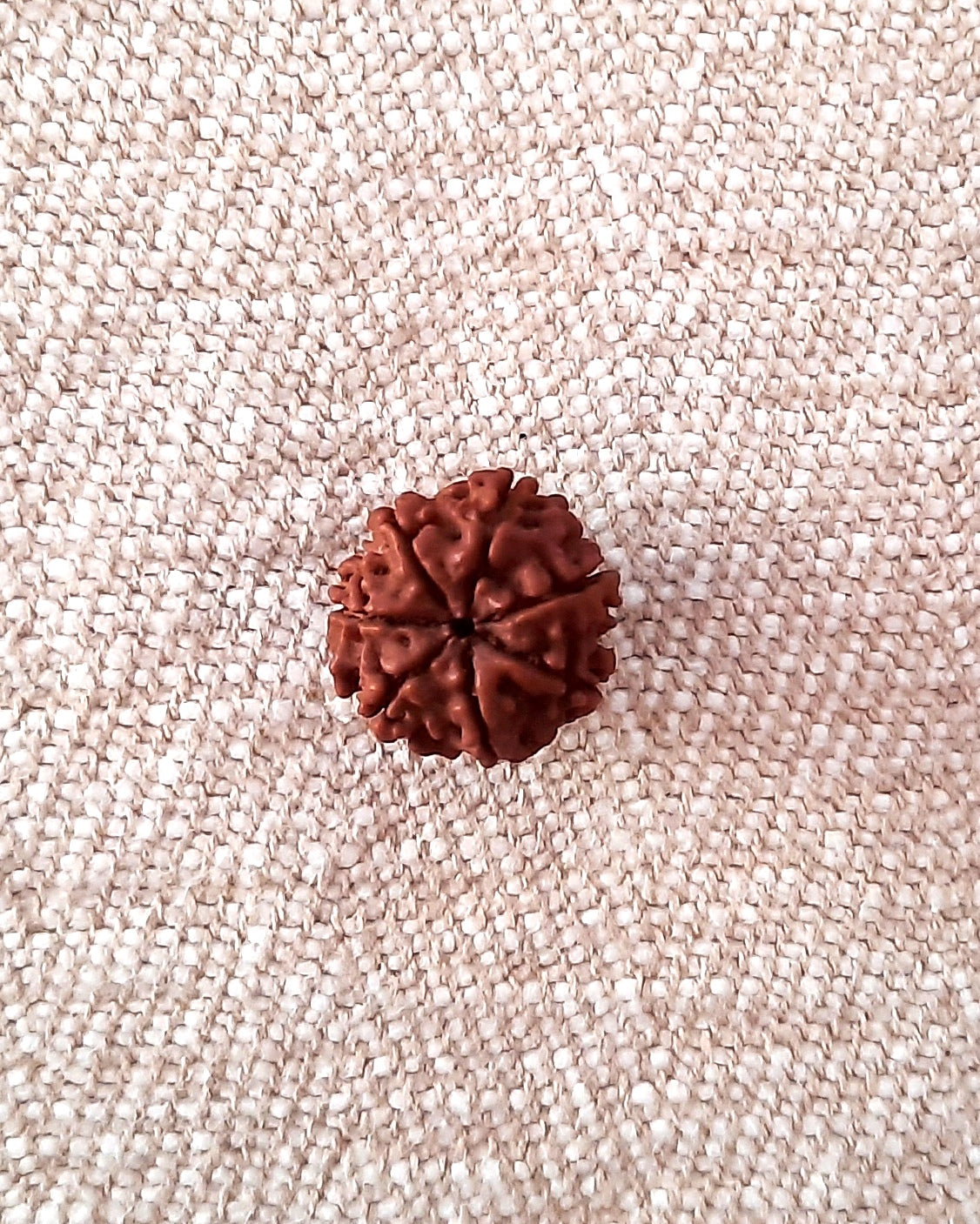 Rudraksha: Bead - 7 Mukhi (18-19 mm)