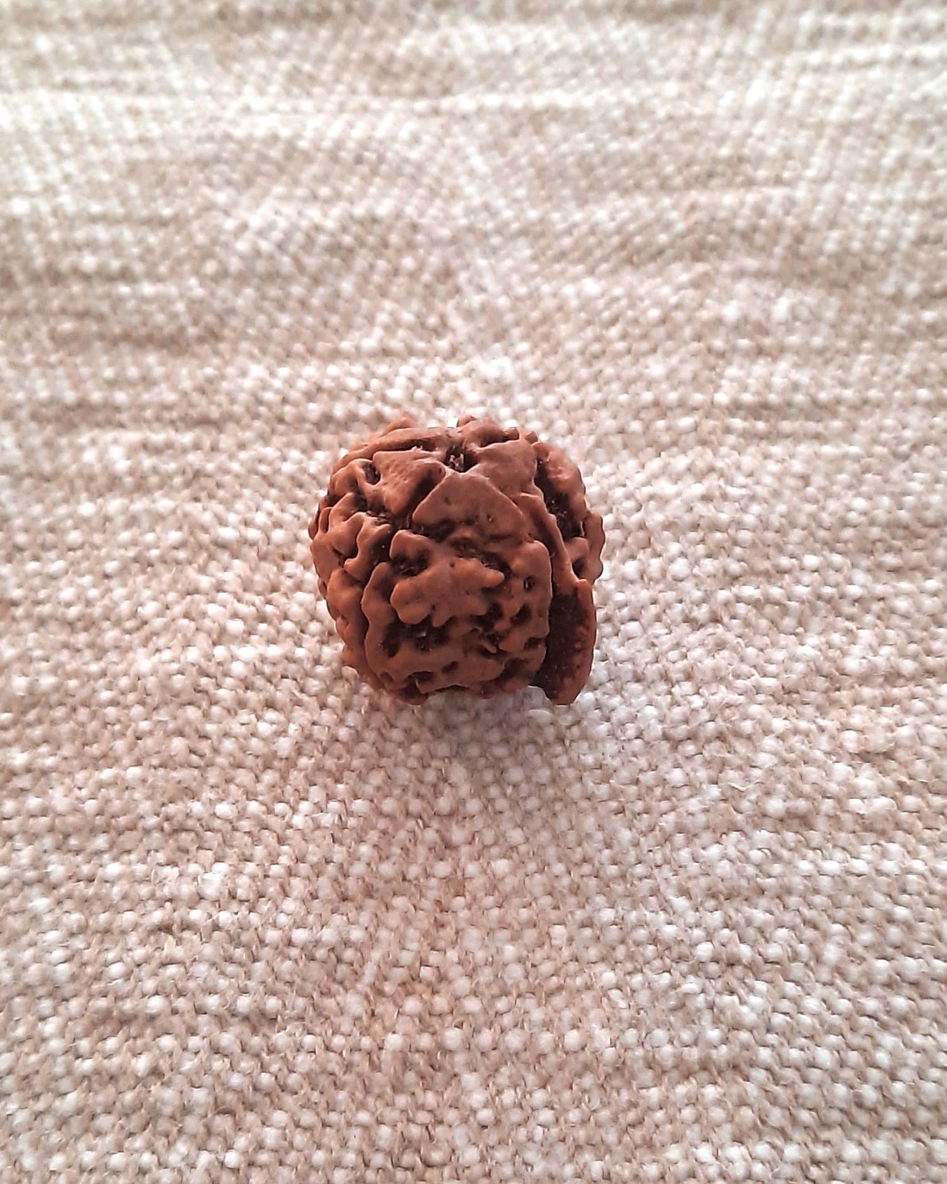 Rudraksha: Bead - Ganesha Rudraksha
