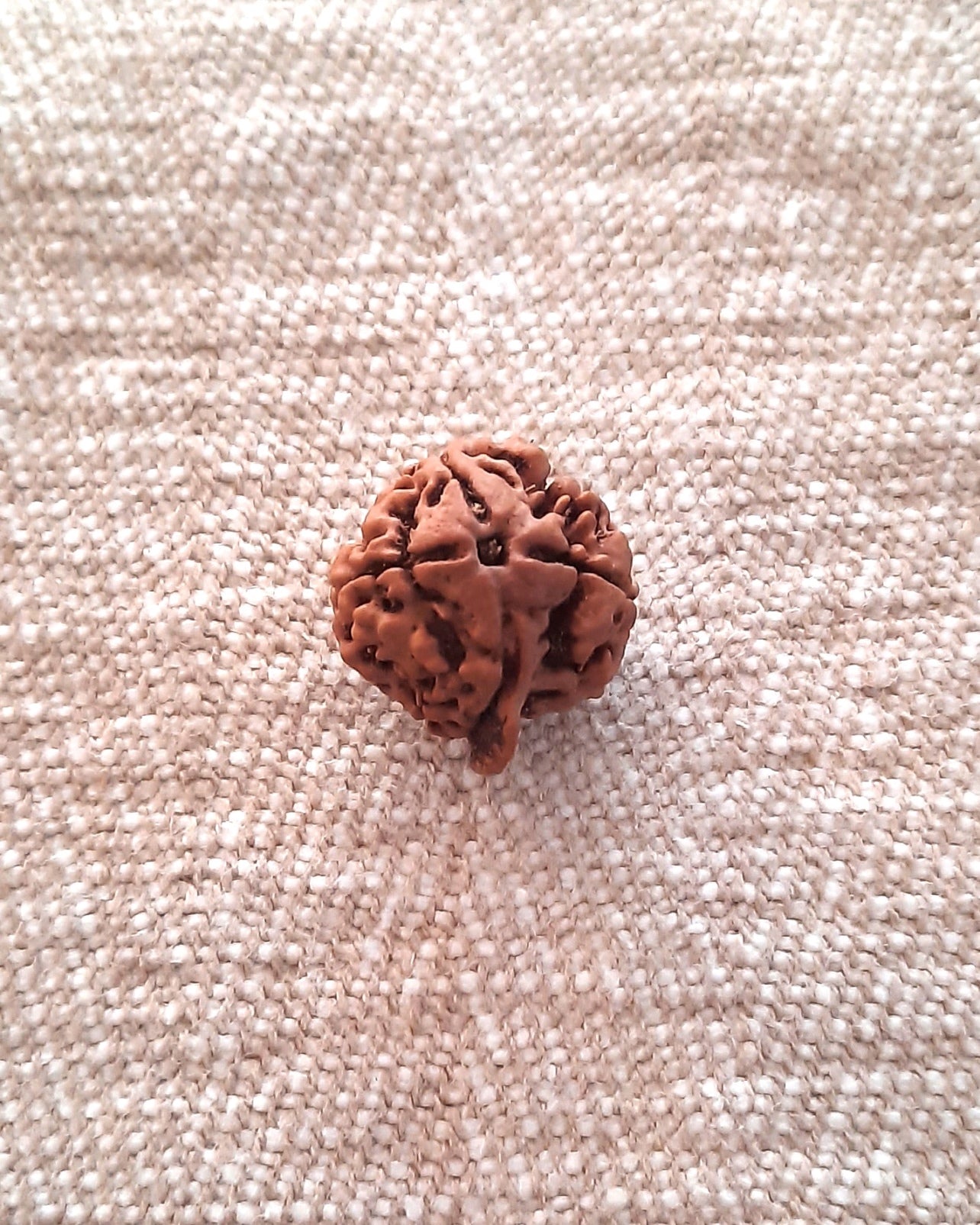 Rudraksha: Bead - Ganesha Rudraksha