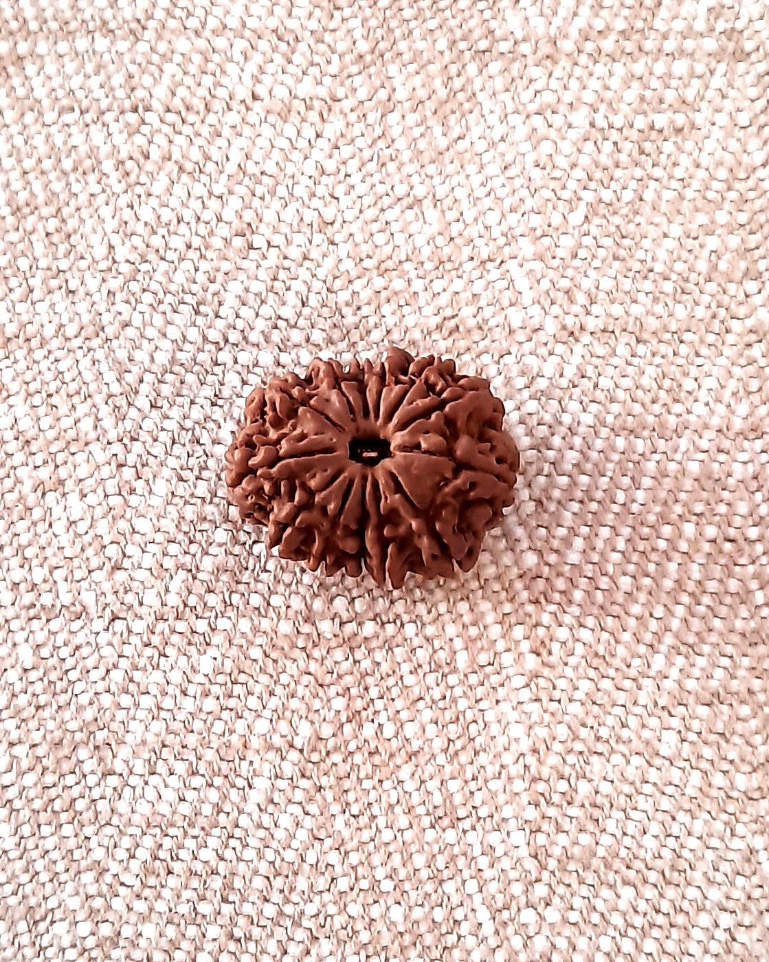 Rudraksha: Bead - 13 Mukhi (21-22mm)