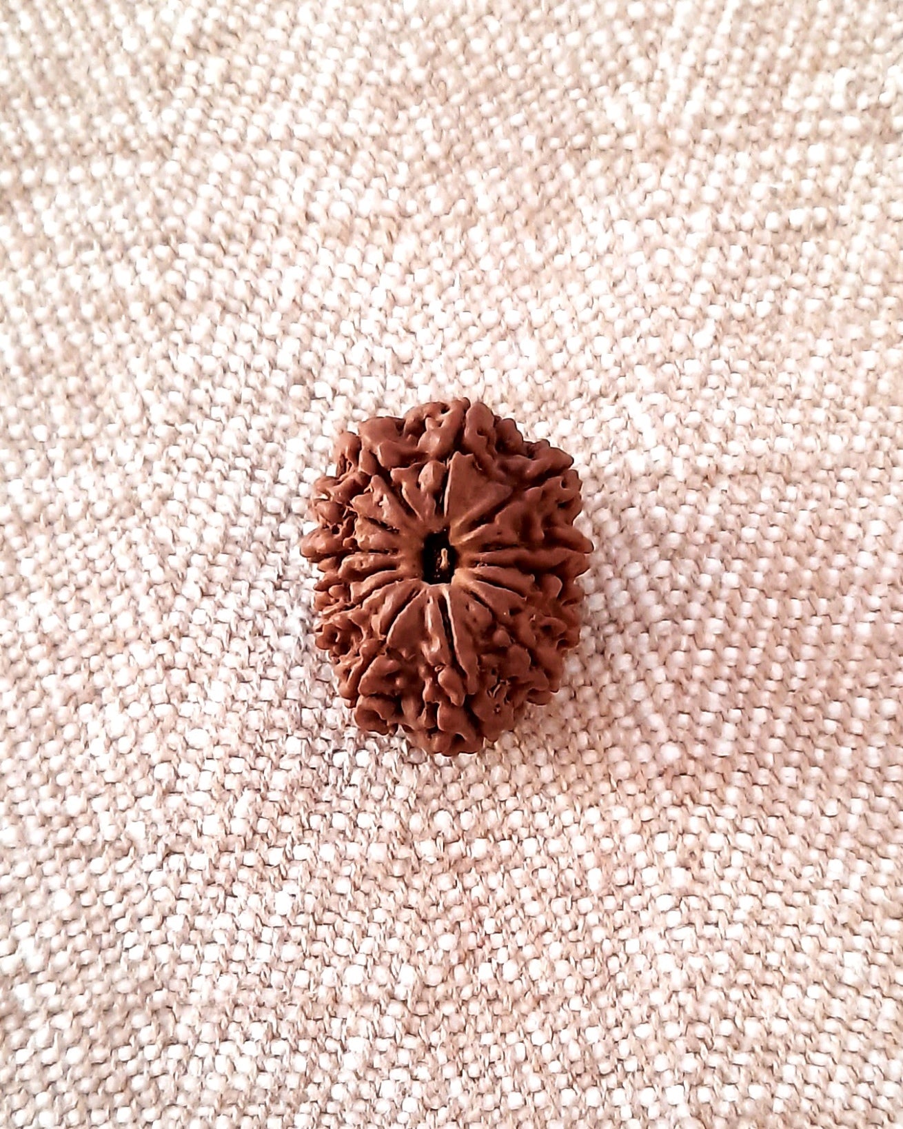 Rudraksha: Bead - 13 Mukhi (21-22mm)