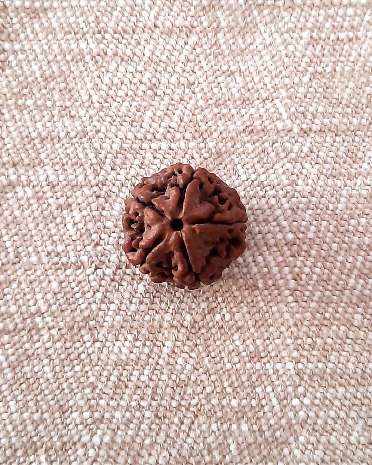 Rudraksha: Bead - 5 Mukhi (18-19 mm)