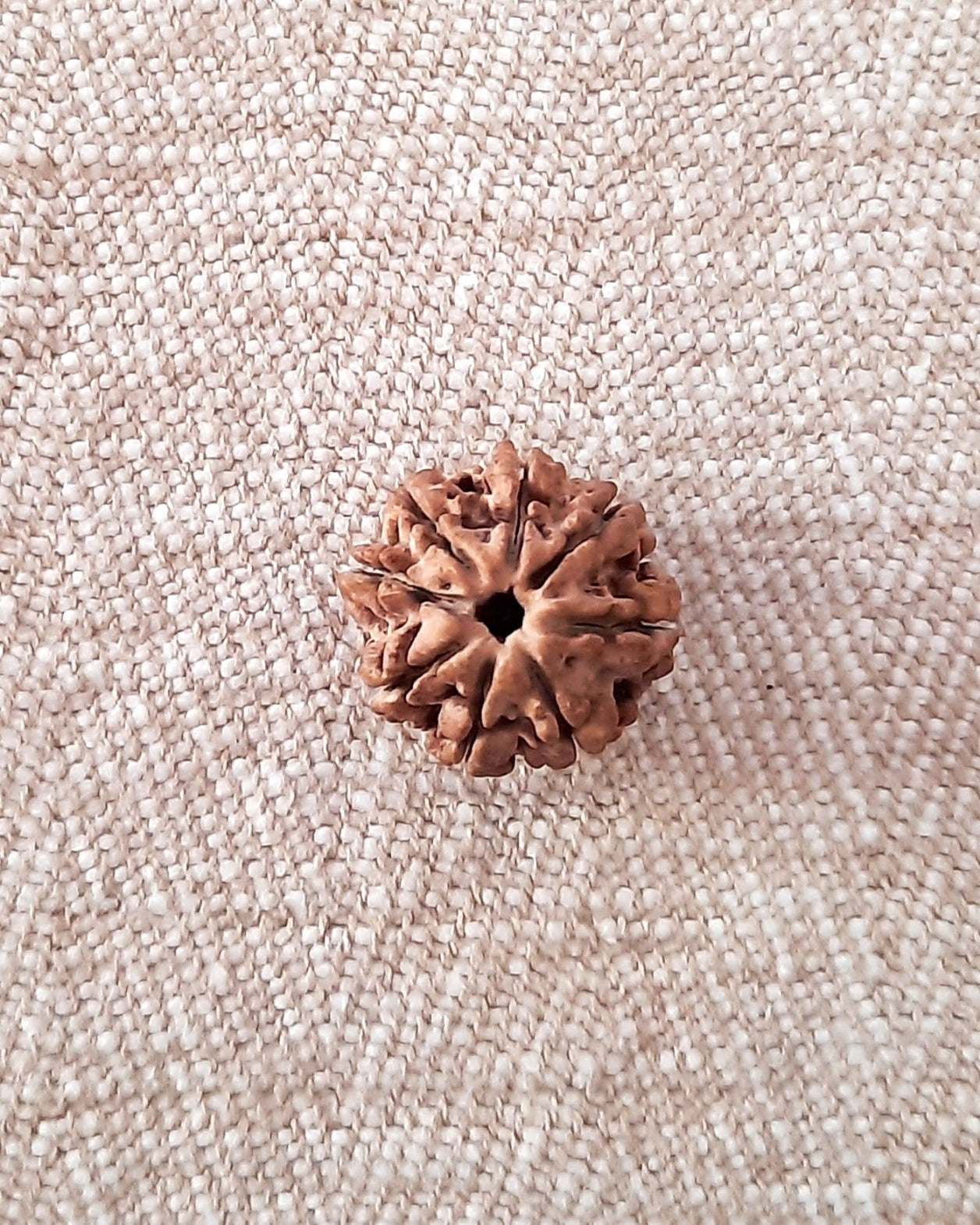 Rudraksha: Bead - 8 Mukhi (21-22 mm)
