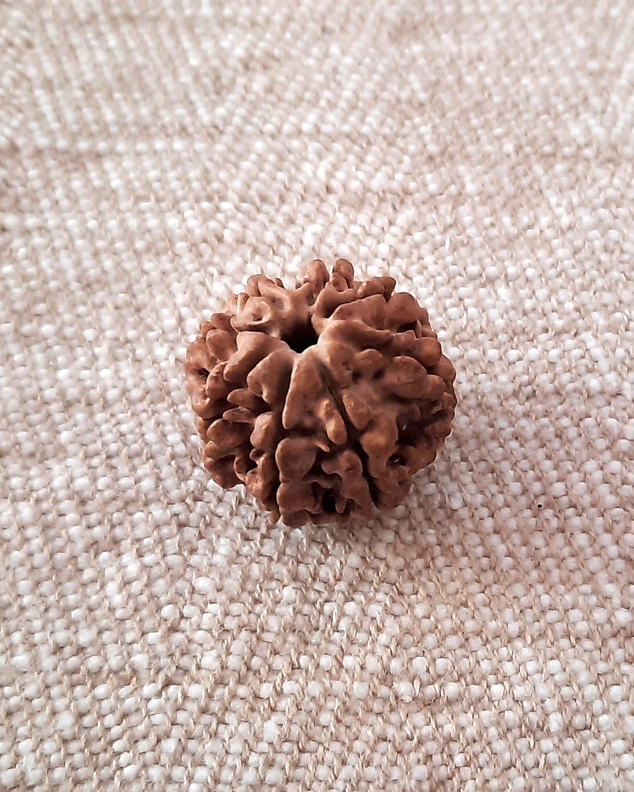 Rudraksha: Bead - 8 Mukhi (21-22 mm)