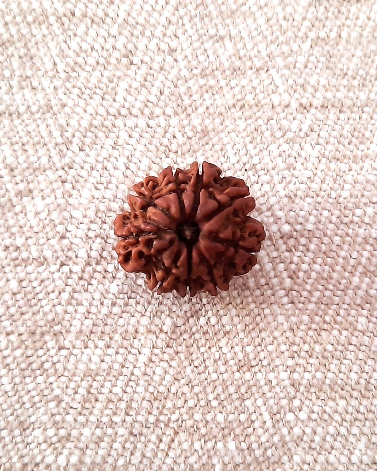 Rudraksha: Bead - 9 Mukhi (21-22 mm)