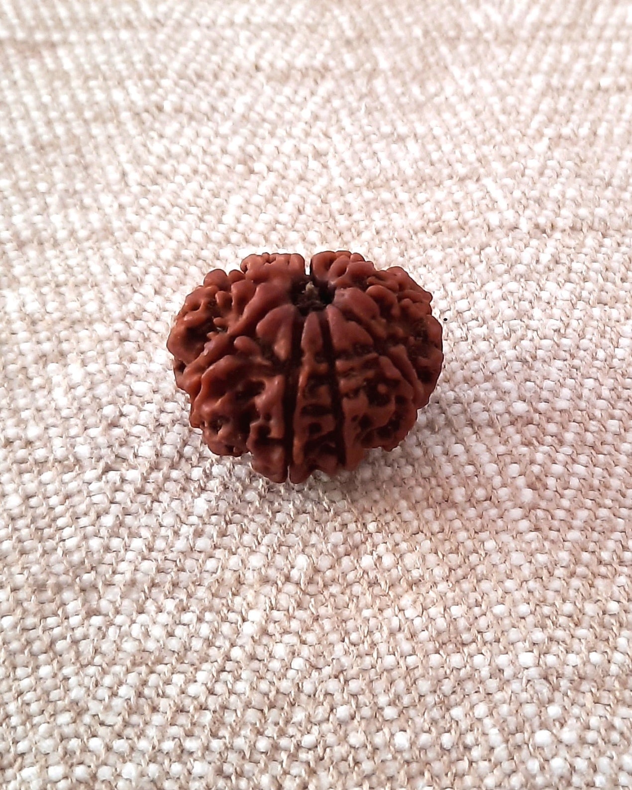 Rudraksha: Bead - 9 Mukhi (21-22 mm)
