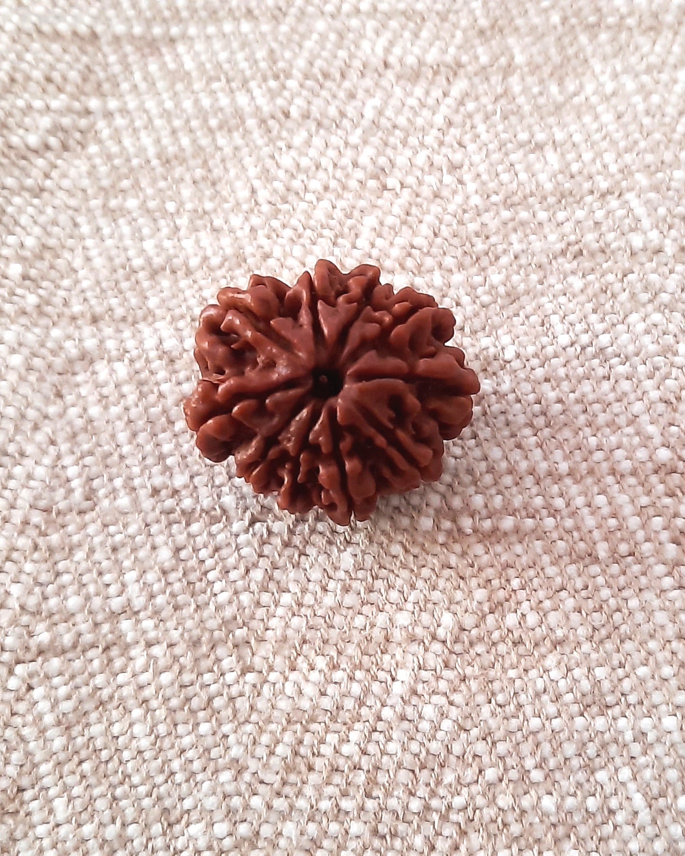 Rudraksha: Bead - 10 Mukhi (21-22 mm)