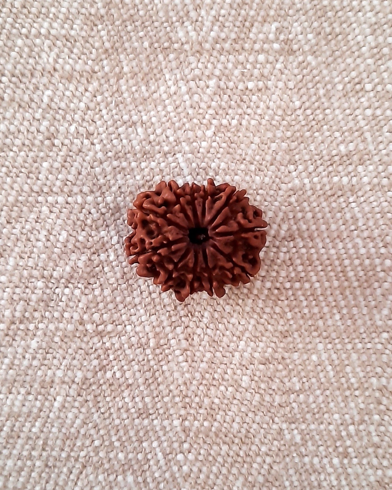 Rudraksha: Bead - 11 Mukhi (23-24 mm)