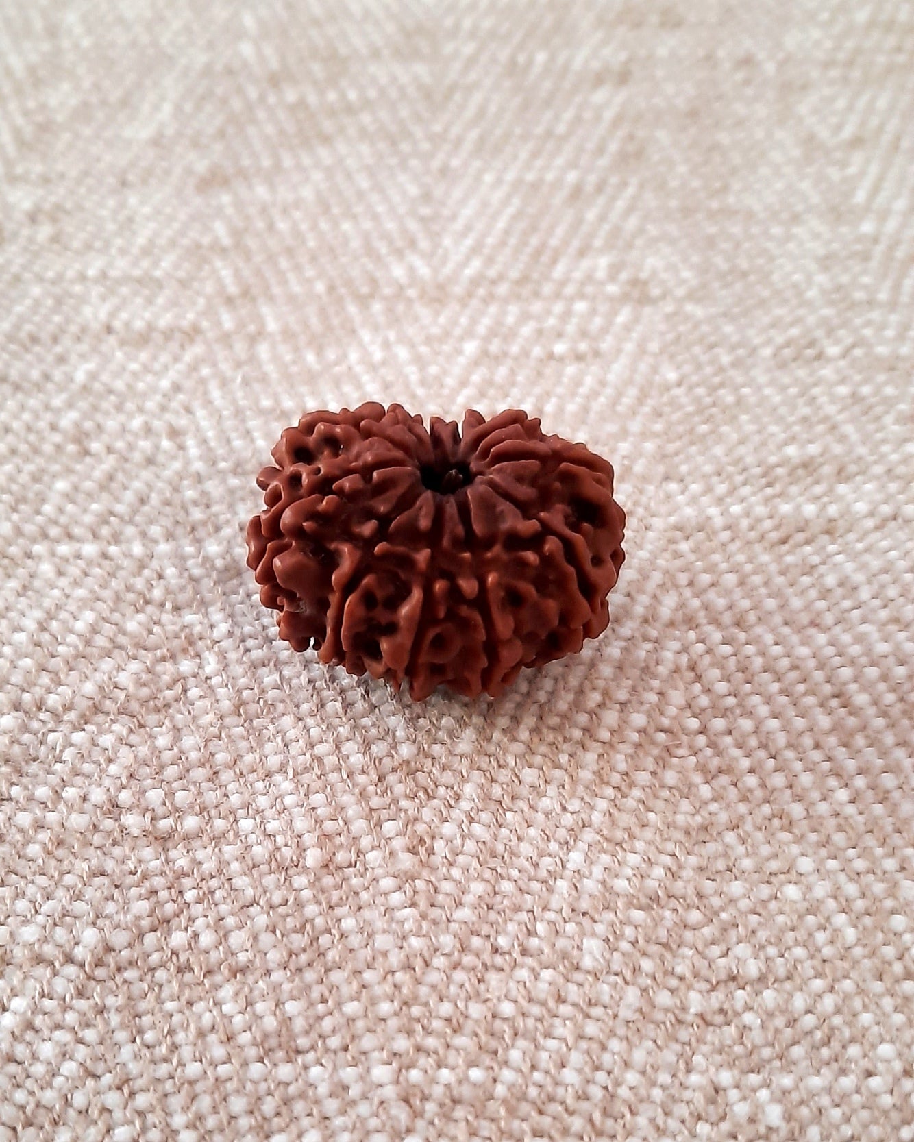 Rudraksha: Bead - 11 Mukhi (23-24 mm)