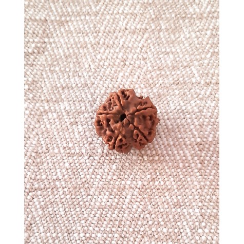 Rudraksha Bead - 5 Mukhi (18-19mm)