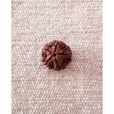 Rudraksha Bead  - 5 Mukhi (21-22mm) Q1