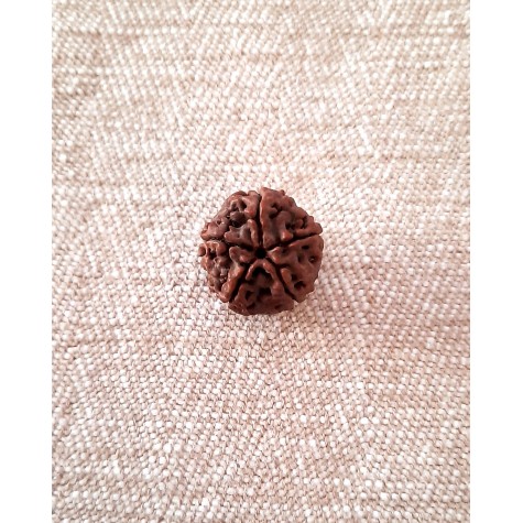 Rudraksha Bead  - 5 Mukhi (21-22mm) Q1