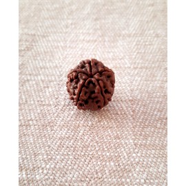 Rudraksha Bead  - 5 Mukhi (21-22mm) Q1