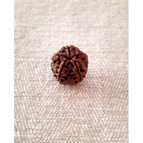 Rudraksha Bead - 5 Mukhi (18-19mm)