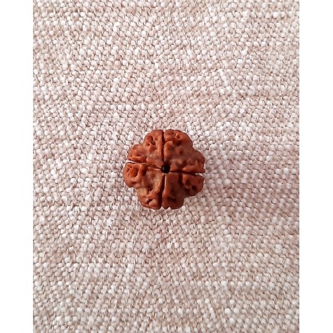 Rudraksha: Bead - 4 Mukhi (18-19mm)