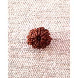 Rudraksha: Bead - 9 Mukhi (21-22mm)