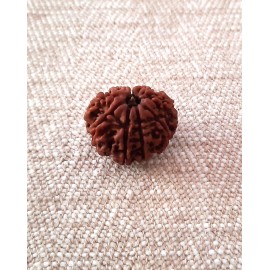 Rudraksha: Bead - 9 Mukhi (21-22mm)