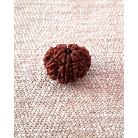 Rudraksha: Bead - 9 Mukhi (21-22mm)