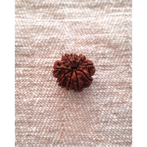 Rudraksha: Bead - 9 Mukhi (21-22mm)