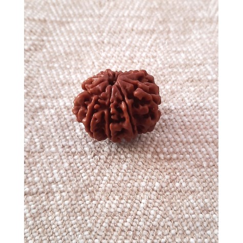 Rudraksha Bead - 10 Mukhi (21-22mm)