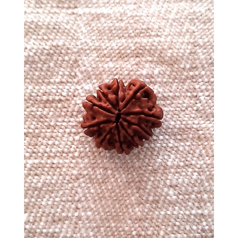 Rudraksha Bead - 10 Mukhi (21-22mm)