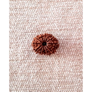 Rudraksha: Bead - 12 Mukhi (23-24mm) - Q2