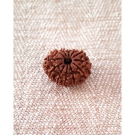 Rudraksha: Bead - 12 Mukhi (23-24mm) - Q2