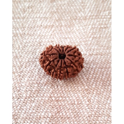 Rudraksha: Bead - 12 Mukhi (23-24mm) - Q2