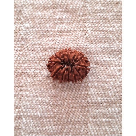 Rudraksha: Bead - 12 Mukhi (23-24mm) - Q2