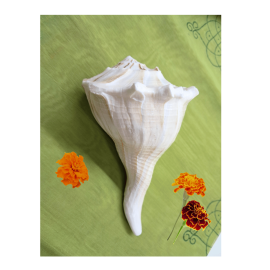 Puja Shankh - Conch - Lakshminarayan Shankh