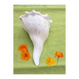 Puja Shankh - Conch - Lakshminarayan Shankh