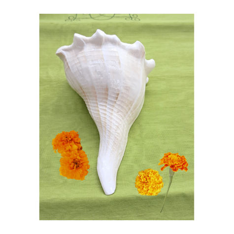 Puja Shankh - Conch - Lakshminarayan Shankh